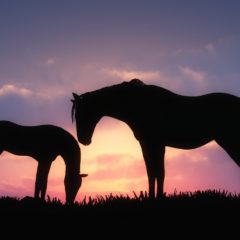 La Conexión espiritual con el caballo
