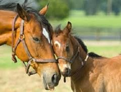 CUIDADOS DEL POTRO RECIEN NACIDO