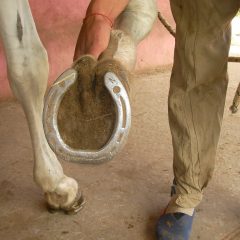 EL HERRAJE EN LOS CABALLOS