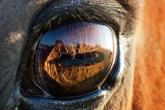 LOS OJOS DE LOS CABALLOS REFLEJAN SU ESTRES